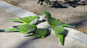 La cotorra argentina, especie catalogada como invasora, comienza a anidar en Guadalajara 