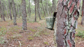La gestión forestal sostenible: ¿Una solución de futuro contra el abandono del medio rural?