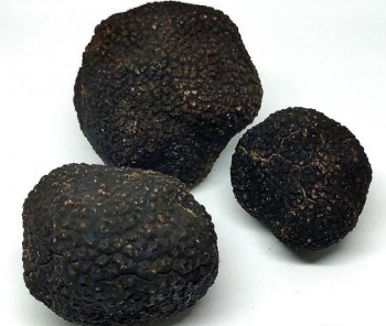 Tres emprendedores se proponen llevar la trufa negra y el vino de la Alcarria a los restaurantes de la provincia