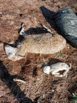 Ovejas abandonadas, muertas y famélicas en una 'Granja de los Horrores' en Uceda 