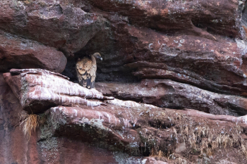 El potencial del ecoturismo en el Alto Tajo llegará a FIO 2024, la mayor feria ornitológica de España