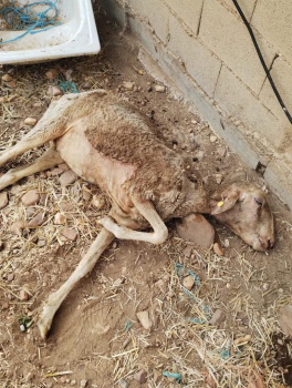 Los voluntarios tratan de evitar el sacrificio de los animales que quedan en la "granja de los horrores" de Uceda