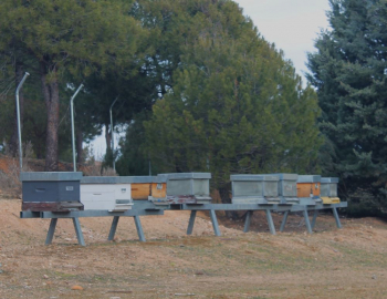 La Diputación aprueba la convocatoria de ayudas a apicultores para 2024 dotada con 100.000 euros