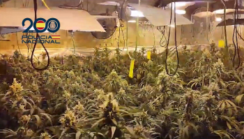 La Policía Nacional libera a tres víctimas de trata explotadas en dos plantaciones de marihuana en Chiloeches y Colmenar de Oreja