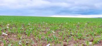 La Junta lanza la mayor convocatoria de ayudas para seguros agrarios dotada con 9 millones de euros
