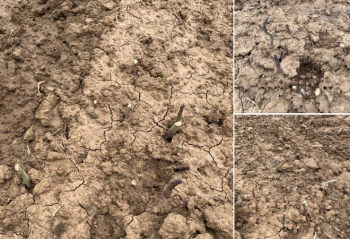 La APAG alerta sobre los primeros robos de espárragos verdes con la campaña apenas iniciada