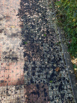 LOS VECINOS DENUNCIAN. Palomas en el barrio del Alamín, unas molestas vecinas