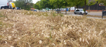 LOS VECINOS DENUNCIAN. Maleza y peligro de incendio