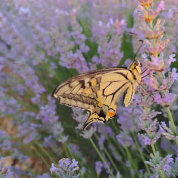 La Junta reafirma su compromiso con el sector de las plantas aromáticas