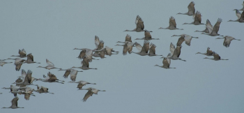 Millones de aves migratorias surcan los cielos de Guadalajara cada año