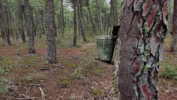 La Junta convoca 1,5 millones de euros en ayudas para la mejora de las masas forestales productoras de resina