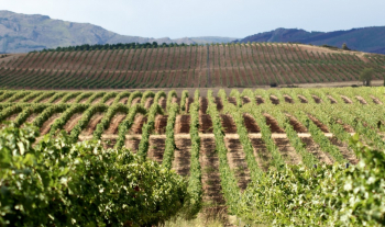 Más de 49,3 millones de euros para apoyar al sector vitivinícola y el consumo de leche, frutas y hortalizas en Castilla-La Mancha 