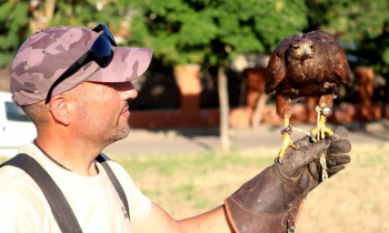 El Ayuntamiento de Cabanillas contrata más vuelos de rapaces para intensificar el control de las poblaciones de palomas