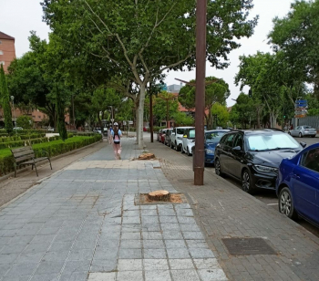LOS VECINOS DENUNCIAN: ¡No a la tala indiscriminada de árboles en Guadalajara!