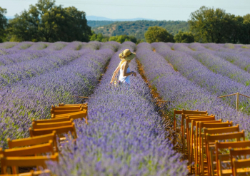 Brihuega se prepara para el Festival de la Lavanda 2024