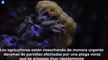 APAG pide que se puedan cosechar todas las parcelas de lavanda y no sólo las afectadas por la plaga de Helicoverpa Armigera