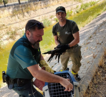 Agentes Medioambientales y el Seprona rescantan un milano negro en el Canal del Henares