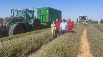 El Gobierno de Castilla-Mancha visita varias parcelas de lavanda afectadas por el gusano Helicoverpa Armigera, en Brihuega