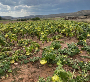 La DANA provoca pérdidas de entre el 20% y el 35% de la cosecha en numerosas explotaciones de la provincia