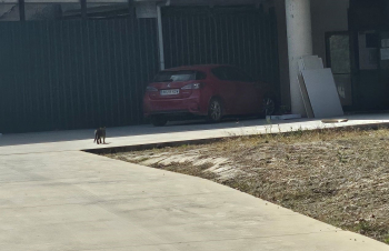 LOS VECINOS DENUNCIAN. Gatos transitando libremente por el recinto escolar del colegio público de Yebes