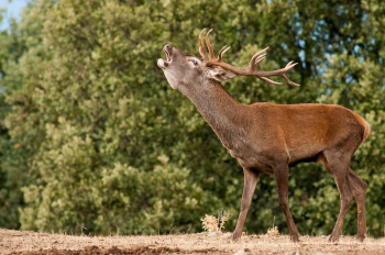 El Alto Tajo, un escenario privilegiado para escuchar la imponente berrea del ciervo este fin de semana