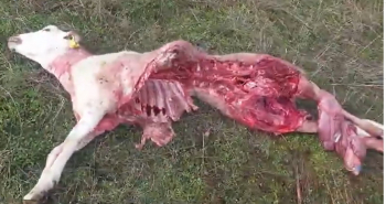 Brutal ataque del lobo en una explotación ganadera de Robledo de Corpes