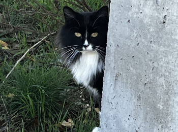 LOS VECINOS DENUNCIAN. La asociación entre gatos comunitarios y enfermedades zoonóticas en humanos carece de sustento científico