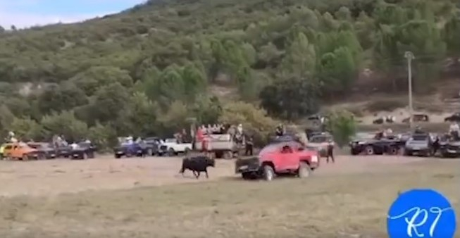 Pacma denuncia la "brutal" muerte de un toro en el encierro de Tendilla